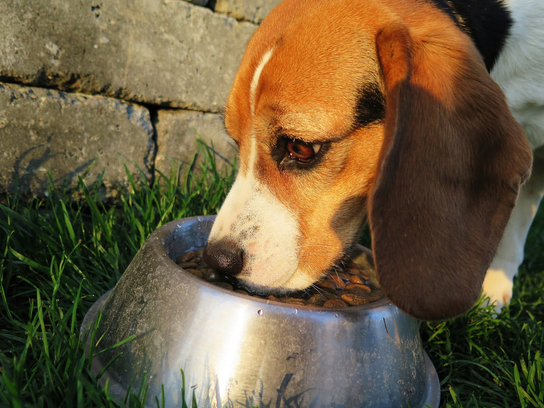 beagle dog eating
