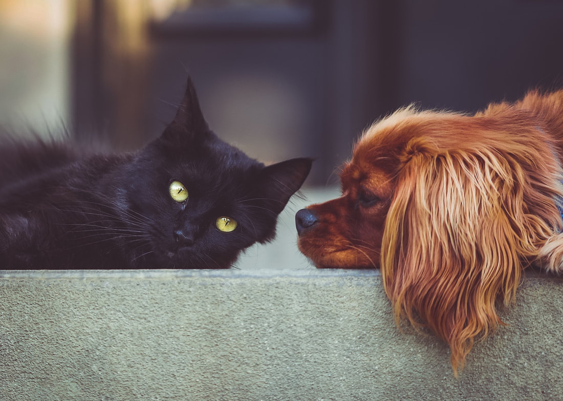 dog and cat beside each other