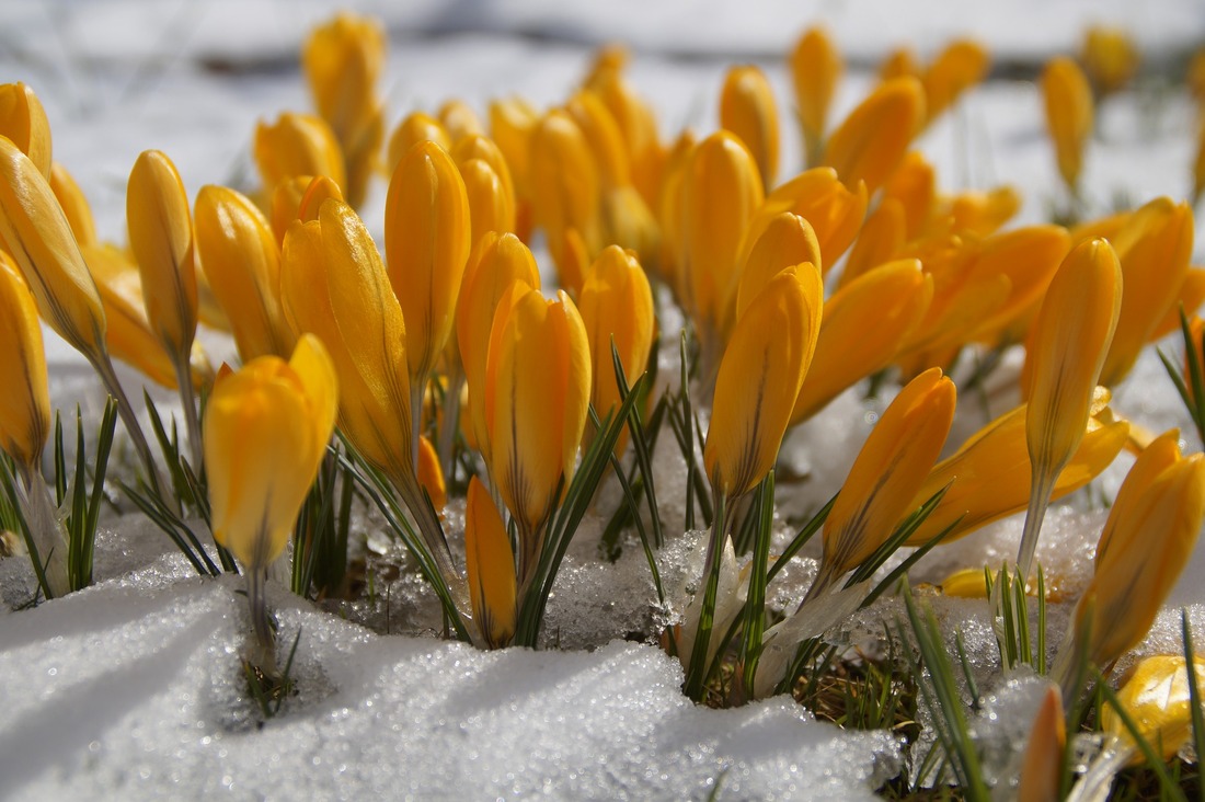 crocus flowers in the snow