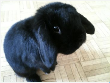 dwarf black rabbit